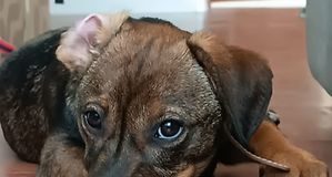 Wyrzucił psa przez okno, bo ten skamlał z głodu! Namysłowska policja zatrzymała braci, którzy znęcali się nad szczeniakiem