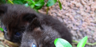 Ludzie dobrej woli i wielkich serc – to do Was!