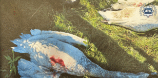 Strzelali do łabędzi, nie do wiary