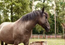 Muzeum w Gołuchowie, czyli interaktywność „na pełnej”