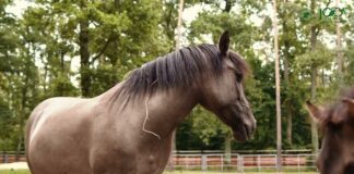 Muzeum w Gołuchowie, czyli interaktywność „na pełnej”